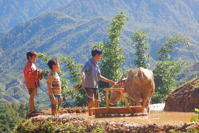 2D1N Buffalo trek by Hmong Sister House and Trekking - The buffalo house night: why this stop matters more than a bed