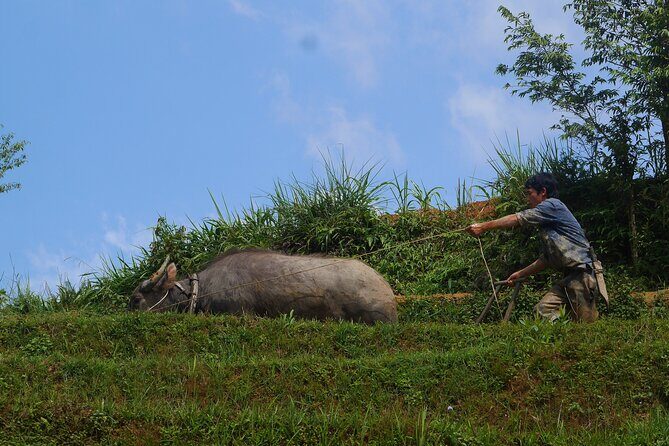 2D1N Buffalo trek by Hmong Sister House and Trekking - Price and value: what $110 buys in Sapa