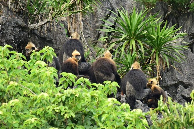 BEST UNIQUE 3-Day Halong Bay Cruise, Lan Ha & Cat Ba Island - Cabins, Hotels, and Meals: What’s Included, What Might Feel Average