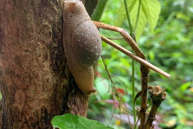 Cat Ba National Park Full Day Trekking Tour to Viet Hai Village - Why this forest-to-sea trek actually works
