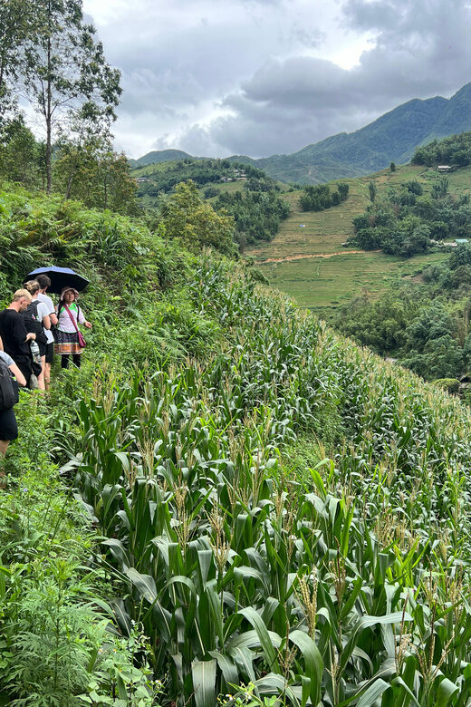 Explore Sapa by TrekkingAdventures, Mountain,Rice fields - What you’ll actually see (beyond rice photos)