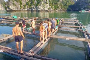 From Ha Noi/Cat Ba: Full-Day Cruise to Lan Ha bay - Ha Long Bay - Ha Long Bay caves: kayaking with real wow factor