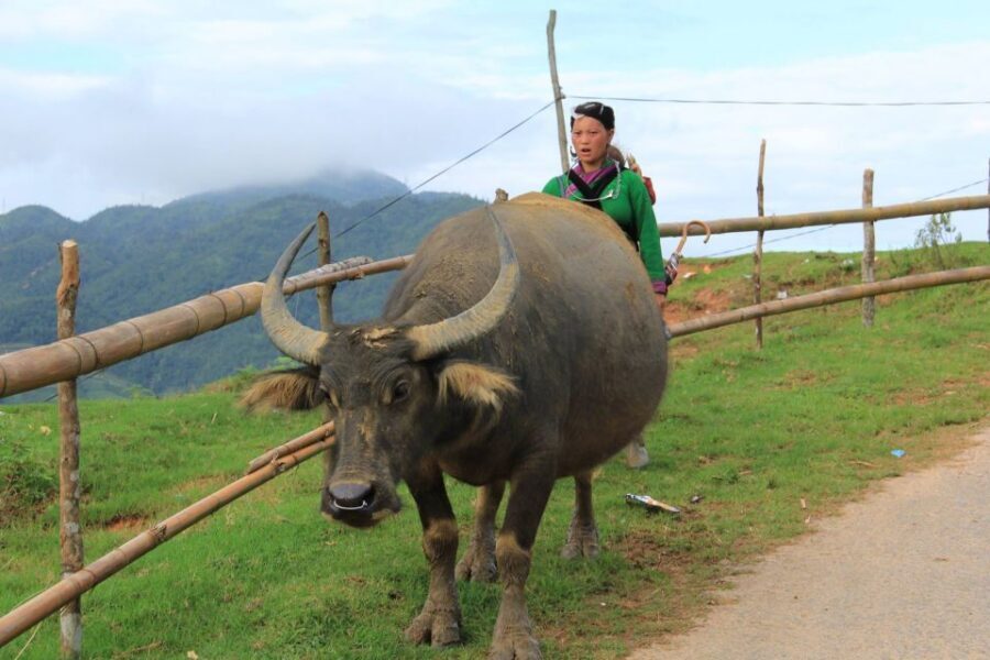 From Hanoi: 2-Day Sapa Cultural Exchange Tour with Homestay - Price and value: why $100 can make sense here