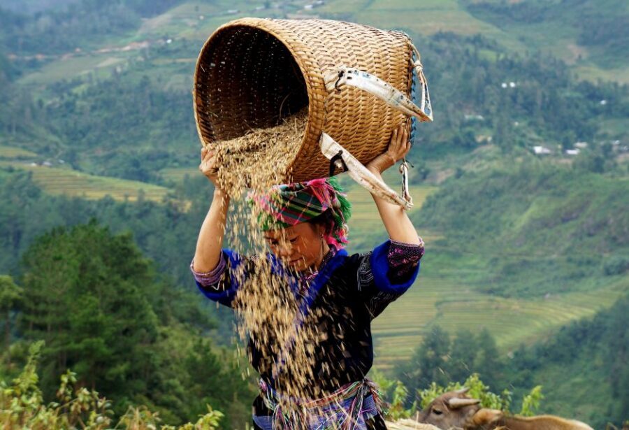 From Hanoi: 2-Day Sapa Cultural Exchange Tour with Homestay - Timing, weather, and what to pack so you’re not miserable