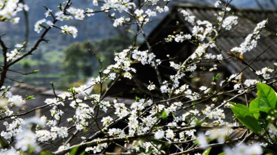 From Hanoi: Sapa 3-Day Medium Trek and Limousine Trip - Price and logistics: is this trip worth $165?