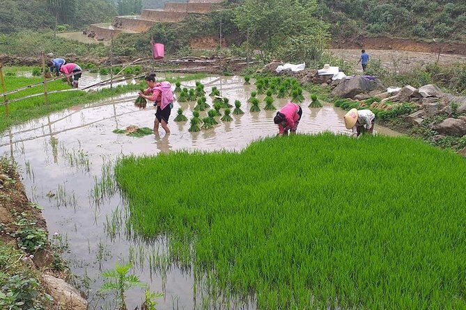 From Sapa: 2-Day Trek Through Authentic Villages in North - Sapa - Why this Sapa trek feels different from a quick countryside tour