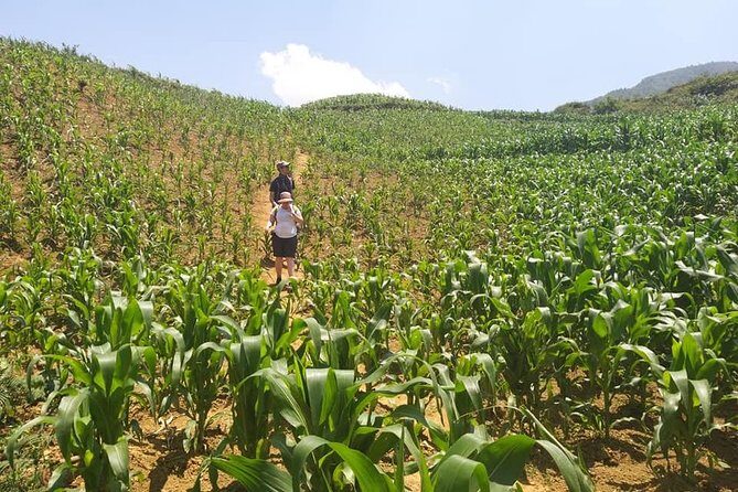 From Sapa: 2-Day Trek Through Authentic Villages in North - Sapa - Homestay dinner and local meals: where the value really lands