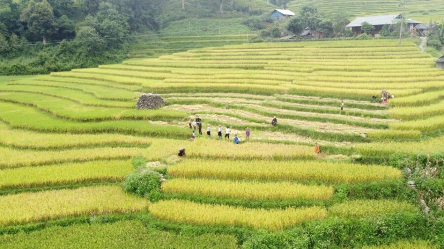 From Sapa: Terrace Fields and Local Villages Trek with Lunch - Price and Value: Is $22 Worth It?