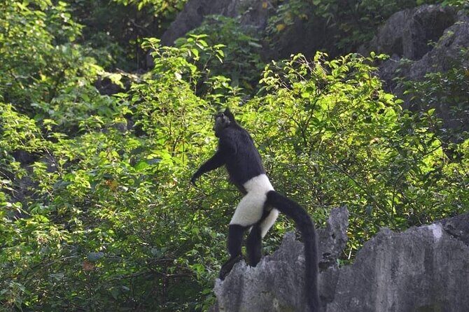 Full-Day Cuc Phuong National Park Hiking Tour - Ninh Binh Loop Road Trip: why the day starts on wheels