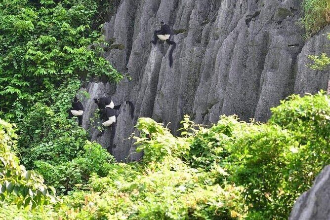 Full-Day Cuc Phuong National Park Hiking Tour - The primary forest walk to big ancient trees