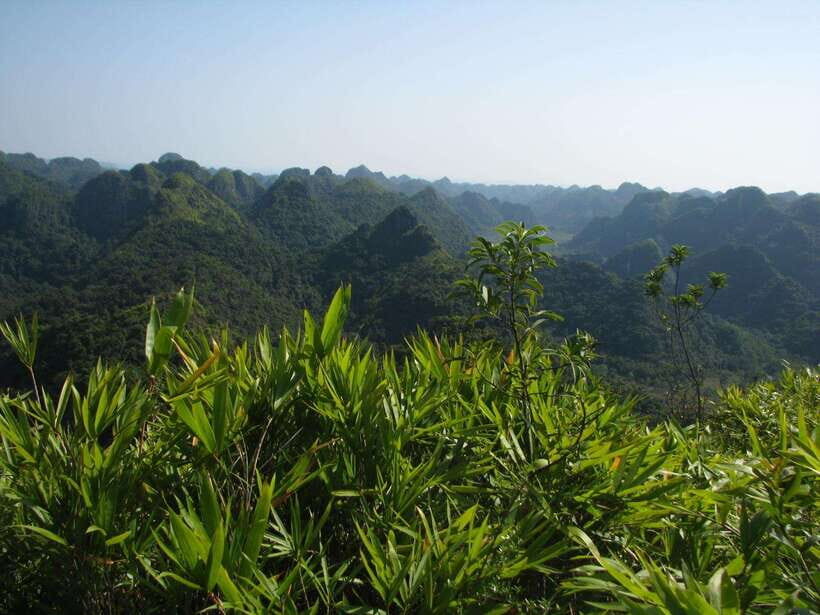 Half Day Hiking to Cat Ba National Park with a Guide - Key highlights worth planning around