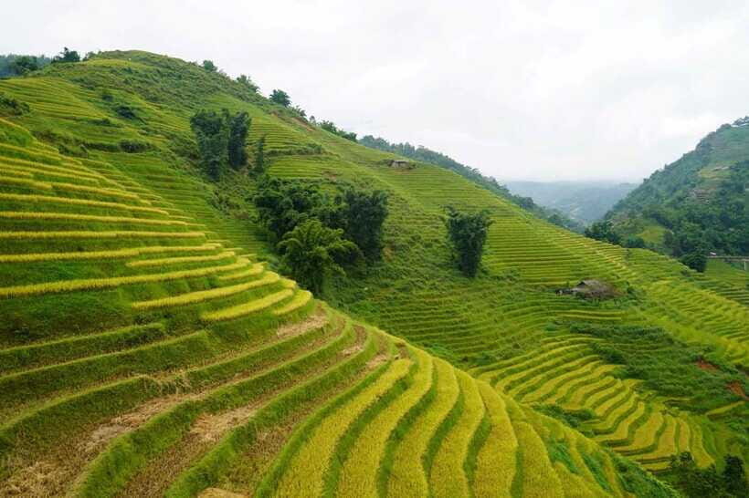 Half Day Sapa Trekking to Visit Lao Chai - Ta Van - Lao Chai village: Black Hmong culture with real village energy