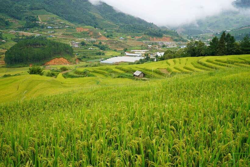 Half Day Sapa Trekking to Visit Lao Chai - Ta Van - Price and value: why $22 can be a smart deal in Sapa