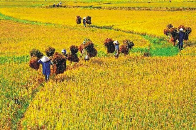 Hanoi Vespa Countryside Tour With Female Ao Dai Riders Half Day - Lunch included: the practical reason this tour works