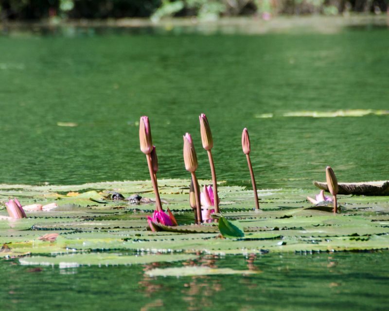 Luxury Limousine Tour: Hoa Lu, Trang An/Tam Coc & Mua Cave - Photos That Look Like You Planned It: Best Shot Moments