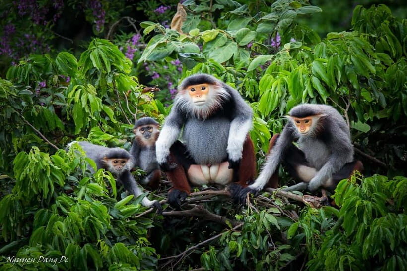 Ninh Binh: Cuc Phuong Jungle Hike & Wildlife Day Trip - Cuc Phuong National Park: Vietnam’s oldest park, and why you’ll care