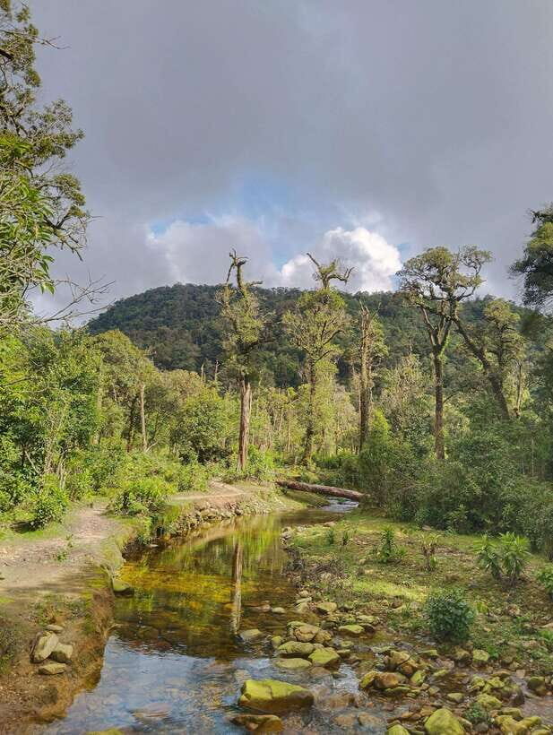 SAPA : Climb up to Fansipan mountain with LOCAL GUIDE - The Ascent: Altitude, Changing Forests, and Cardamom Notes