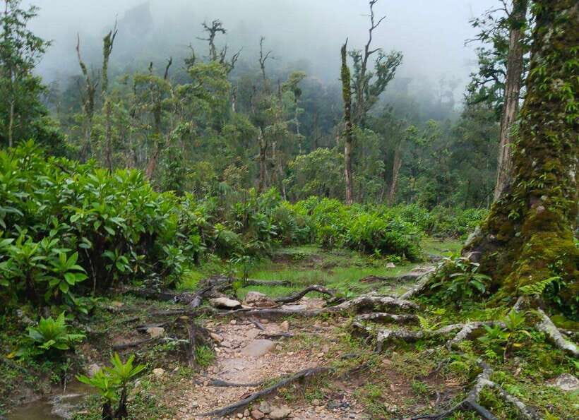 SAPA : Climb up to Fansipan mountain with LOCAL GUIDE - Reaching Fansipan Peak (3,143m): The “Roof of Indochina” Moment
