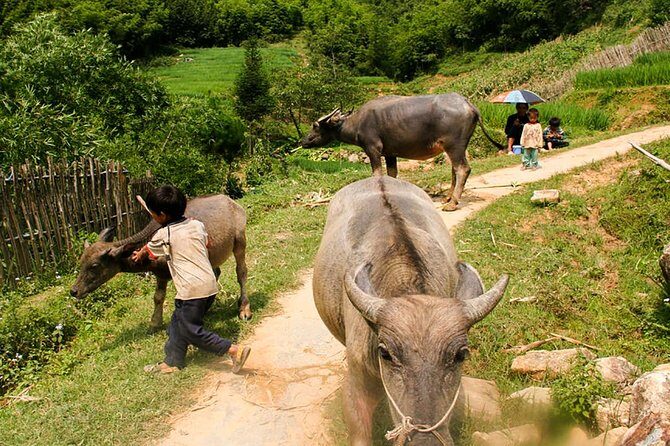 Sapa Easy Trekking Tour 1 Day - Rice Paddies and Cultures - Starting at Sapa Church: how the day begins in the valley