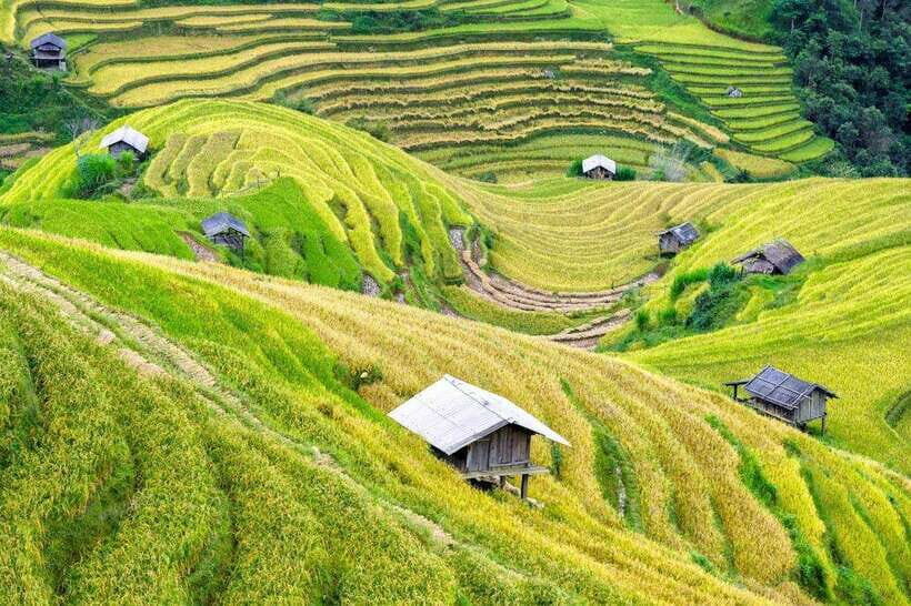 Sapa: Eco Adventure Terrace Fields and Local Villages Trek - Lao Chai: Rice Work Depends on the Season, but the Rhythm Is the Same