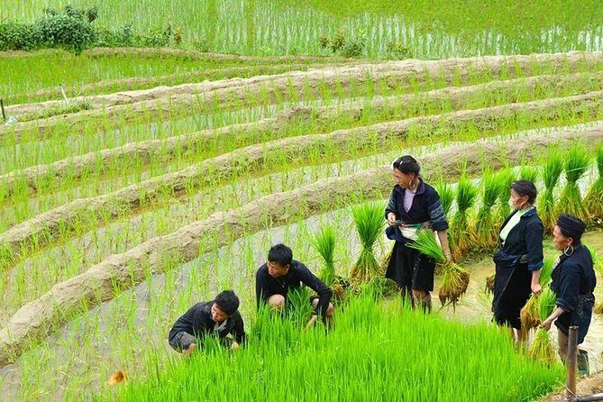 Sapa Trekking Tour 2 Days 1 Night By Bus - Comfort Reality Check: Terrain, Weather, and Bus Timing